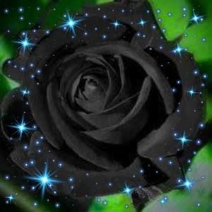 Meet your Posher, Amelia lee